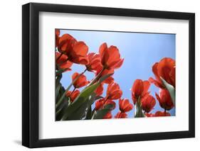 Tulip Field 26-ErikdeGraaf-Framed Photographic Print