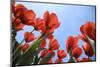 Tulip Field 26-ErikdeGraaf-Mounted Photographic Print