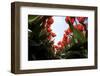 Tulip Field 27-ErikdeGraaf-Framed Photographic Print