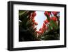 Tulip Field 27-ErikdeGraaf-Framed Photographic Print