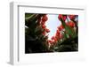 Tulip Field 27-ErikdeGraaf-Framed Photographic Print