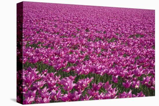 Tulip Field 28-ErikdeGraaf-Stretched Canvas