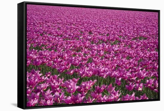 Tulip Field 28-ErikdeGraaf-Framed Stretched Canvas