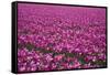 Tulip Field 28-ErikdeGraaf-Framed Stretched Canvas