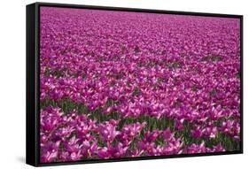 Tulip Field 28-ErikdeGraaf-Framed Stretched Canvas