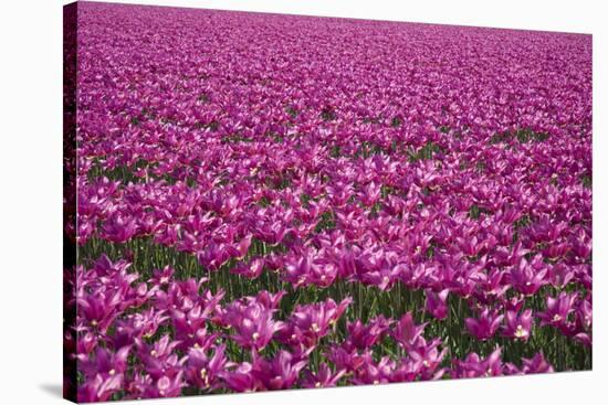 Tulip Field 28-ErikdeGraaf-Stretched Canvas