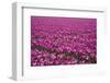 Tulip Field 28-ErikdeGraaf-Framed Photographic Print