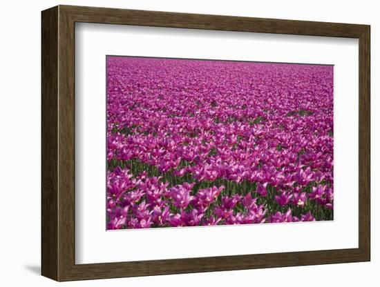 Tulip Field 28-ErikdeGraaf-Framed Photographic Print