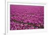 Tulip Field 28-ErikdeGraaf-Framed Photographic Print