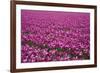 Tulip Field 28-ErikdeGraaf-Framed Photographic Print