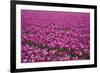 Tulip Field 28-ErikdeGraaf-Framed Photographic Print