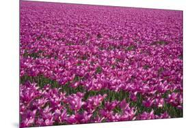 Tulip Field 28-ErikdeGraaf-Mounted Photographic Print