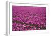 Tulip Field 28-ErikdeGraaf-Framed Photographic Print