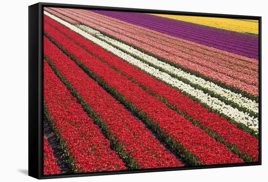 Tulip Field 31-ErikdeGraaf-Framed Stretched Canvas