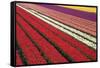Tulip Field 31-ErikdeGraaf-Framed Stretched Canvas