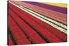 Tulip Field 31-ErikdeGraaf-Stretched Canvas