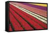 Tulip Field 31-ErikdeGraaf-Framed Stretched Canvas
