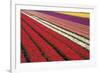 Tulip Field 31-ErikdeGraaf-Framed Photographic Print