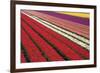 Tulip Field 31-ErikdeGraaf-Framed Photographic Print