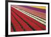 Tulip Field 31-ErikdeGraaf-Framed Photographic Print