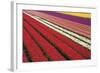 Tulip Field 31-ErikdeGraaf-Framed Photographic Print