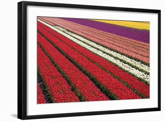 Tulip Field 31-ErikdeGraaf-Framed Photographic Print