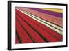 Tulip Field 31-ErikdeGraaf-Framed Photographic Print