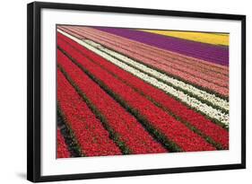 Tulip Field 31-ErikdeGraaf-Framed Photographic Print