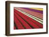 Tulip Field 31-ErikdeGraaf-Framed Photographic Print