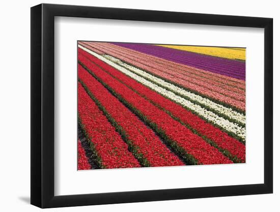 Tulip Field 31-ErikdeGraaf-Framed Photographic Print