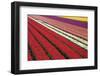 Tulip Field 31-ErikdeGraaf-Framed Photographic Print