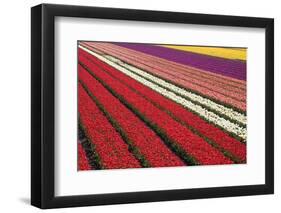 Tulip Field 31-ErikdeGraaf-Framed Photographic Print