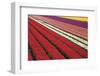 Tulip Field 31-ErikdeGraaf-Framed Photographic Print