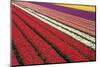 Tulip Field 31-ErikdeGraaf-Mounted Photographic Print