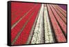 Tulip Field 32-ErikdeGraaf-Framed Stretched Canvas