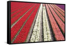 Tulip Field 32-ErikdeGraaf-Framed Stretched Canvas