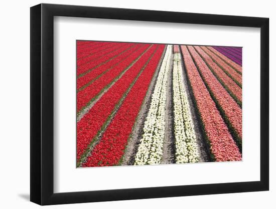 Tulip Field 32-ErikdeGraaf-Framed Photographic Print