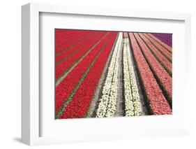 Tulip Field 32-ErikdeGraaf-Framed Photographic Print