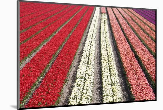 Tulip Field 32-ErikdeGraaf-Mounted Photographic Print