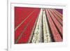 Tulip Field 32-ErikdeGraaf-Framed Photographic Print