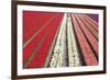 Tulip Field 32-ErikdeGraaf-Framed Photographic Print