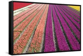 Tulip Field 33-ErikdeGraaf-Framed Stretched Canvas