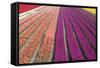 Tulip Field 33-ErikdeGraaf-Framed Stretched Canvas