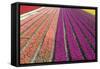 Tulip Field 33-ErikdeGraaf-Framed Stretched Canvas