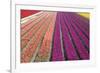 Tulip Field 33-ErikdeGraaf-Framed Photographic Print