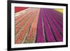 Tulip Field 33-ErikdeGraaf-Framed Photographic Print