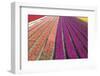 Tulip Field 33-ErikdeGraaf-Framed Photographic Print