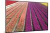 Tulip Field 33-ErikdeGraaf-Mounted Photographic Print