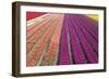 Tulip Field 33-ErikdeGraaf-Framed Photographic Print