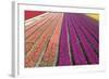 Tulip Field 33-ErikdeGraaf-Framed Photographic Print